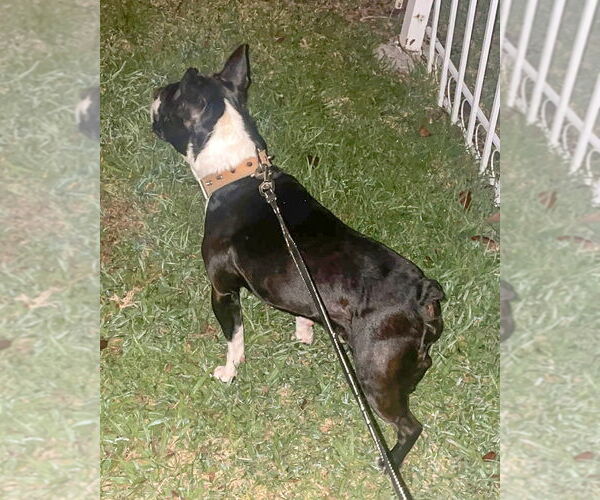 Medium Photo #5 Boston Terrier-Unknown Mix Puppy For Sale in Corona, CA, USA