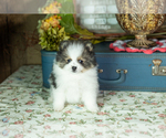 Small #2 Pomeranian