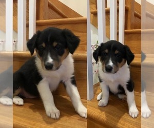 Border Collie-Collie Mix Puppy for sale in MERCER, PA, USA