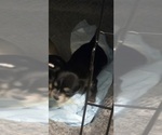Puppy Penny Chihuahua-Mal-Shi Mix
