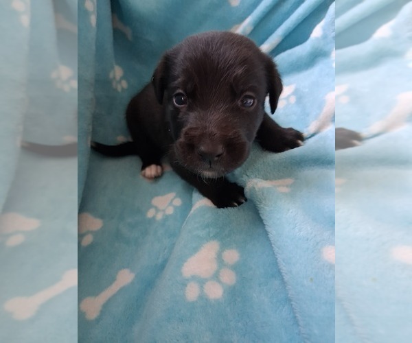 Medium Photo #13 Belgian Malinois-Unknown Mix Puppy For Sale in FITZGERALD, GA, USA