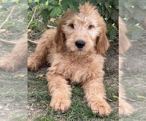 Goldendoodle Puppy for sale in BEECH GROVE, IN, USA