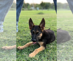 Puppy Puppy 1 German Shepherd Dog