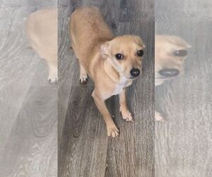 Chihuahua Dogs for adoption in Carrollton, TX, USA