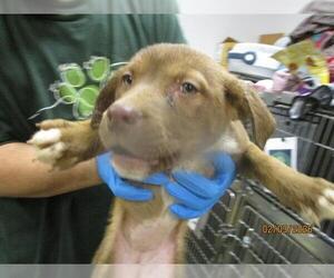 Mutt Dogs for adoption in Oklahoma City, OK, USA