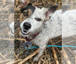 Australian Shepherd-Unknown Mix Dogs for adoption in Techny, IL, USA