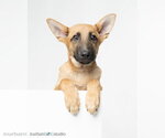Small #3 German Shepherd Dog