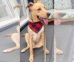 Small #2 Labrador Retriever Mix