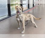Small #1 Mutt