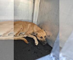 Labrador Retriever-Unknown Mix Dogs for adoption in San Antonio, TX, USA