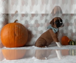 Boxer Puppy for sale in LANCASTER, PA, USA