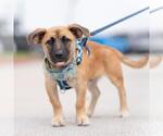 Lego Pup - Technic - Adopted! - Male Chihuahua-Unknown Mix Dog for Adoption - Small photo