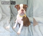 Small #1 Boston Terrier