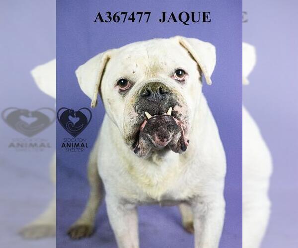 Medium Photo #2 American Bulldog Puppy For Sale in Stockton, CA, USA