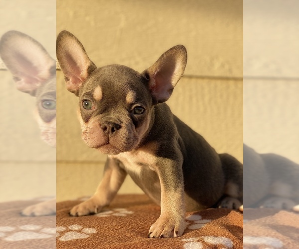 Medium Photo #4 French Bulldog Puppy For Sale in TEMECULA, CA, USA