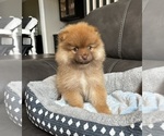 Small #1 Pomeranian