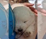 Small Photo #25 Maremma Sheepdog Puppy For Sale in THORN HILL, TN, USA