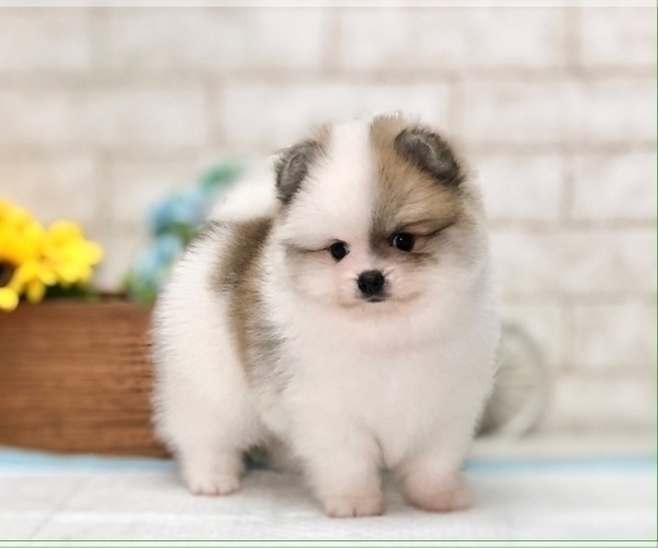 Medium Photo #1 Pomeranian Puppy For Sale in MIAMI, FL, USA