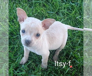 Chihuahua-Unknown Mix Dogs for adoption in San Bernardino, CA, USA