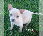 Small Chihuahua Mix