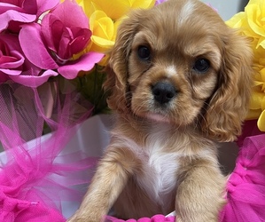Cavalier King Charles Spaniel Puppy for sale in RIVERSIDE, CA, USA
