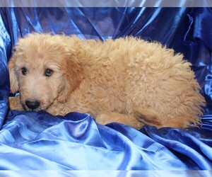 Goldendoodle Puppy for sale in BLOOMINGTON, IN, USA