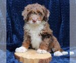 Dexter - Male Bernedoodle (Miniature) Puppy for Sale - Small photo