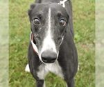 SKIPPY DA DOO DA - Female Greyhound Dog for Adoption - Small photo