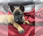 Small Photo #143 Belgian Malinois Puppy For Sale in REESEVILLE, WI, USA