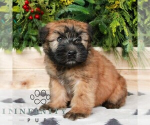 Soft Coated Wheaten Terrier Puppy for sale in LITITZ, PA, USA
