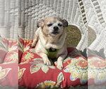 Small #7 Chihuahua