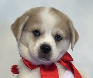 Pekingese-Pomsky Mix Litter for sale in SAINT AUGUSTINE, FL, USA
