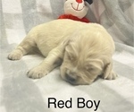 Small Photo #13 Golden Retriever Puppy For Sale in BOILING SPGS, SC, USA