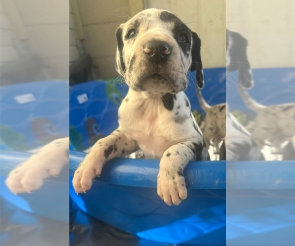 Medium Photo #8 Great Dane Puppy For Sale in ALVORD, TX, USA