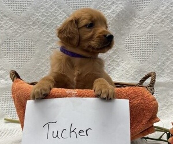 Medium Photo #3 Golden Retriever Puppy For Sale in OWEN, WI, USA