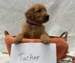 Small #2 Golden Retriever