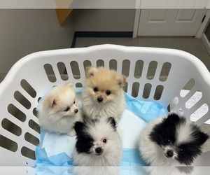 Pomeranian Puppy for sale in UNION, SC, USA