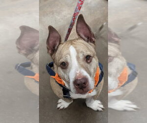 American Staffordshire Terrier Dogs for adoption in Lawrenceville, NJ, USA