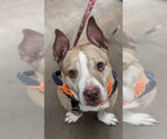 Bear - Male American Staffordshire Terrier Dog for Adoption - Small photo