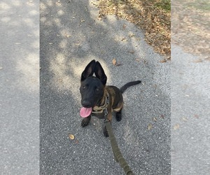Belgian Malinois Puppy for sale in WILLISTON, FL, USA