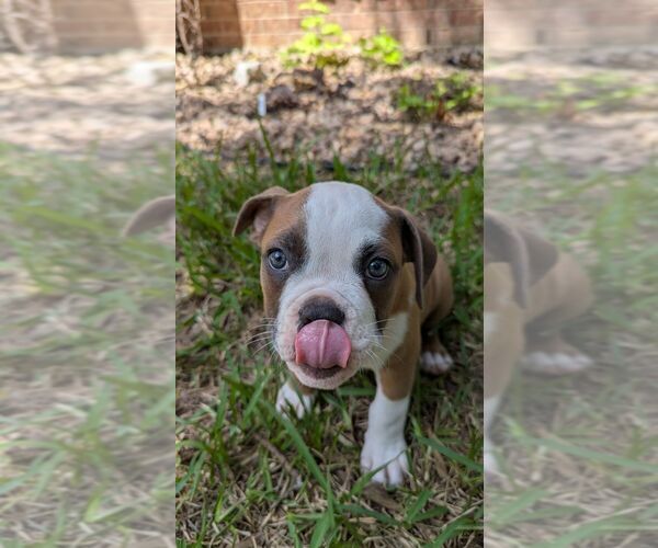 Medium Photo #9 Olde English Bulldogge Puppy For Sale in AUSTIN, TX, USA
