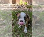 Small #8 Olde English Bulldogge