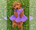 Small #15 Goldendoodle mix (+ Poodle Miniature)