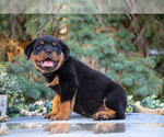 Small #2 Rottweiler