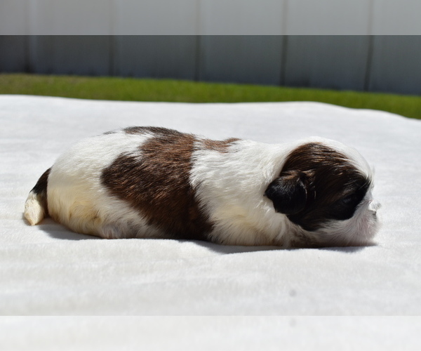 Medium Photo #3 Shih Tzu Puppy For Sale in PALM COAST, FL, USA