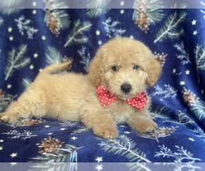 Goldendoodle Puppy for sale in LAKELAND, FL, USA