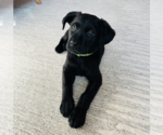 Small #2 Labrador Retriever Mix
