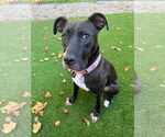 Small #36 American Pit Bull Terrier Mix
