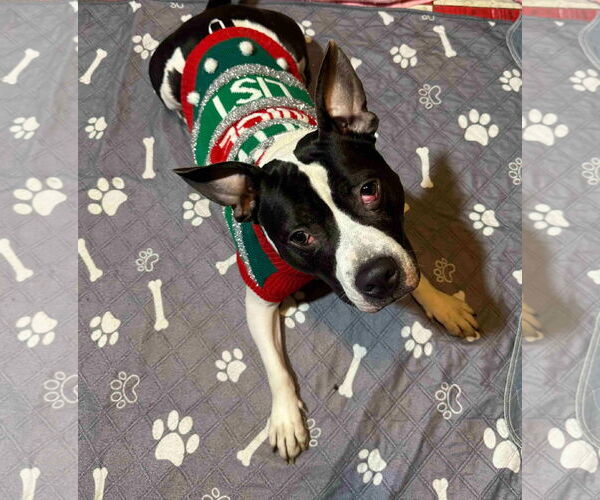 Medium Photo #3 Mutt Puppy For Sale in Binghamton, NY, USA