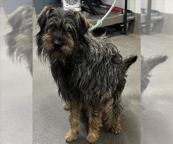 Medium Photo #1 Norfolk Terrier-Unknown Mix Puppy For Sale in Forestville, MD, USA